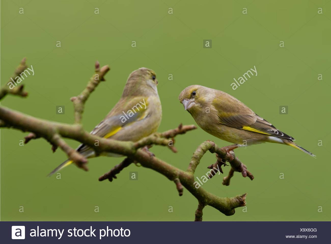 Baum Garten Vogel Vogel Verzweigen Federn Garten Singvogel