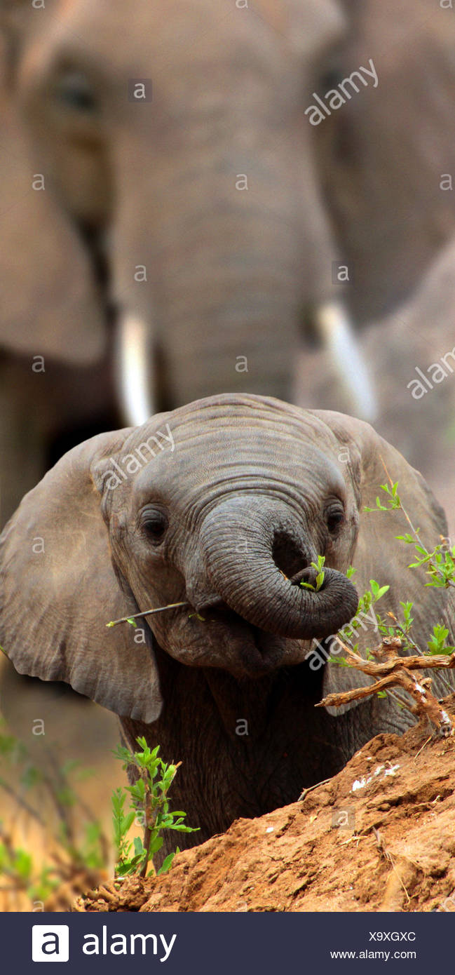 Afrikanischer Elefant (Loxodonta Africana), sieht Elefantenbaby über einen kleinen Hügel, Afrika Stockfoto