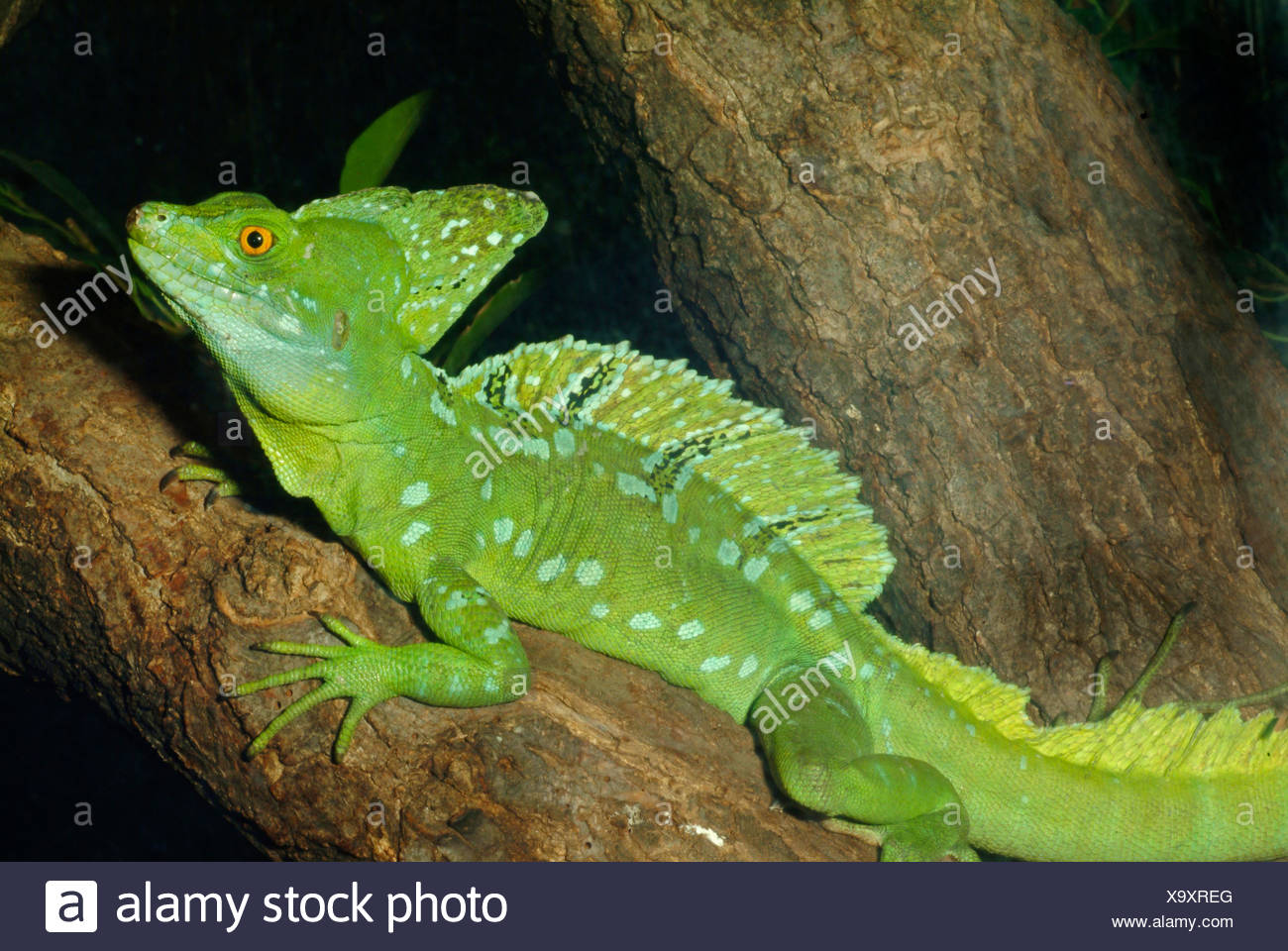 Basiliscus Plumifrons Green Basilisk Stockfotos und -bilder Kaufen ...