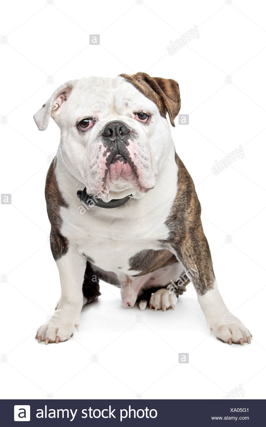 Alte Englische Bulldogge Stockfotos und bilder Kaufen Alamy
