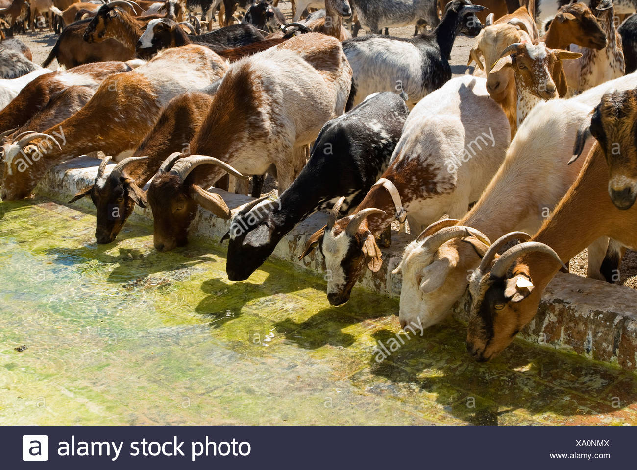 Ziegen Trinken Stockfotografie Alamy