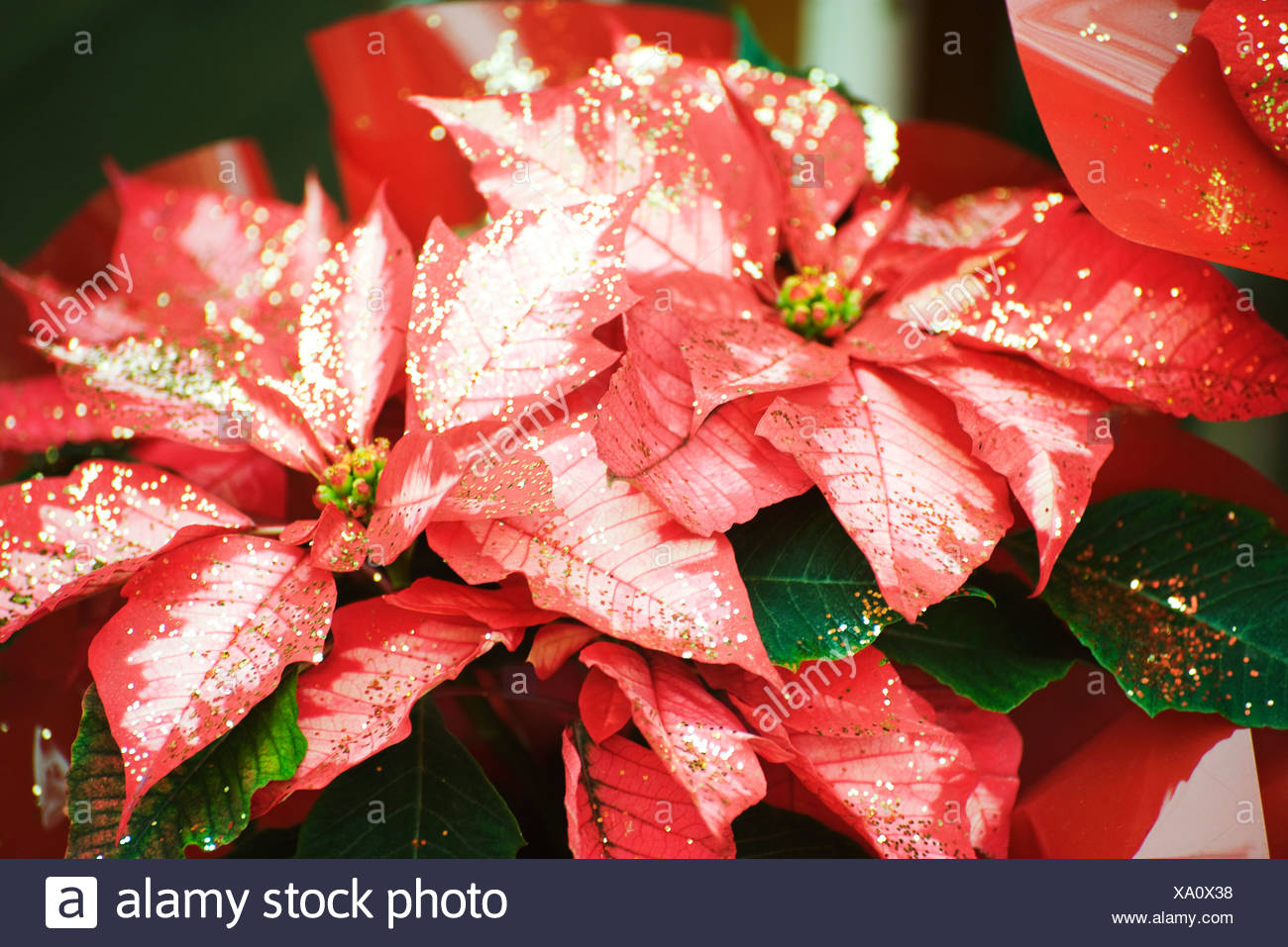 Weihnachtsstern Mit Glitzer Verziert Stockfoto Bild