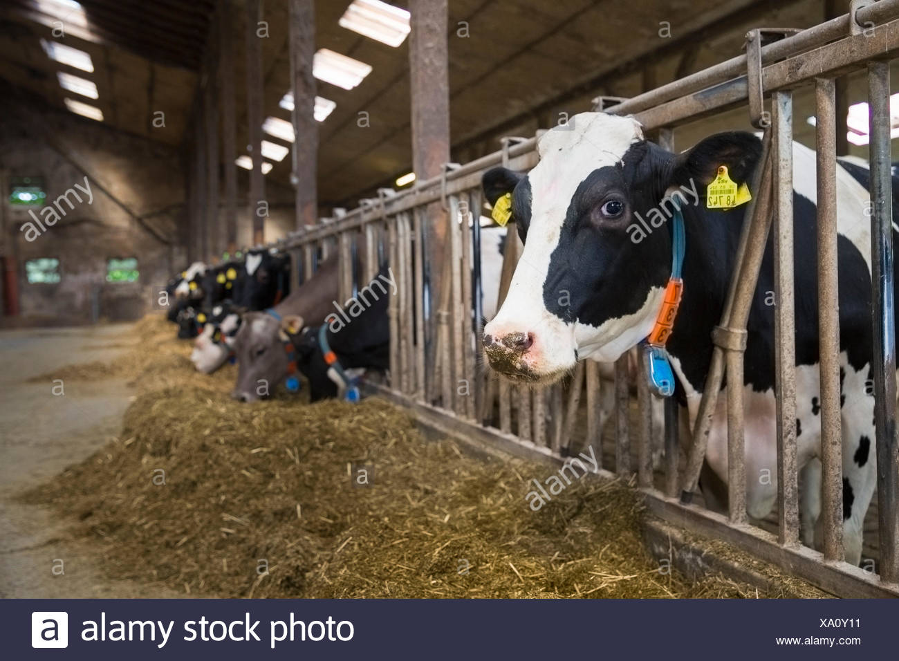 Lassen redewendung kuh im stall Kuh ist