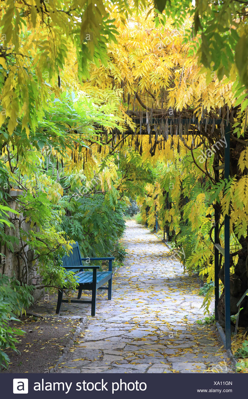 Japanische Wisteria Wisteria Floribunda Wisteria Brachybotrys Pergola Mit Sitzbank Im Herbst Deutschland Stockfotografie Alamy