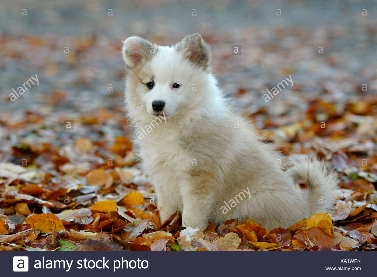 Islandhund Welpen Sitzen Im Laubstreu Deutschland Stockfotografie Alamy
