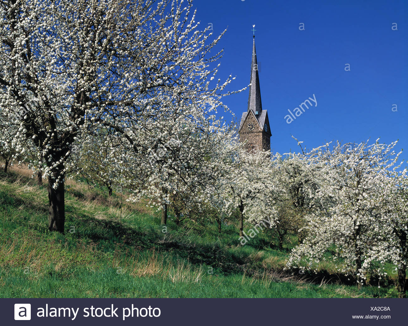 Obstbaum Blute Obstbaume Bluhen Bluhen Gedeihen Obst Blute
