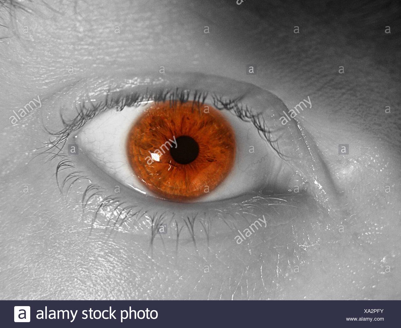 Pfeiffersches Drüsenfieber Augen - Faszination Auge Besser Als Jede Kamera Kwerfeldein Magazin Fur Fotografie : Schätzungsweise 95 prozent aller europäer infizieren sich bis zum 30.