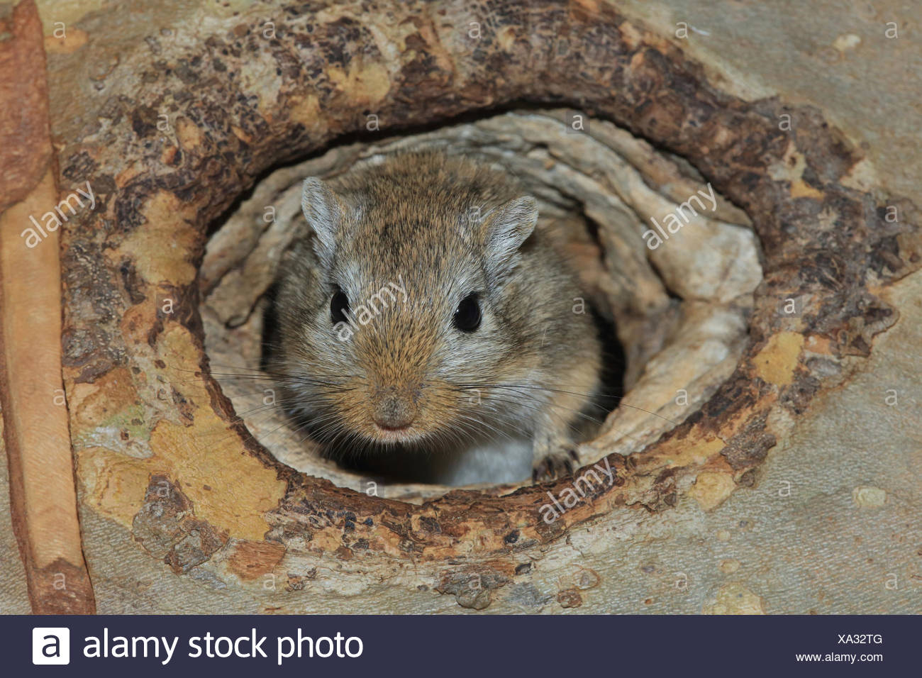 Mongolische Rennmaus, Meriones unguiculatus Stockfoto