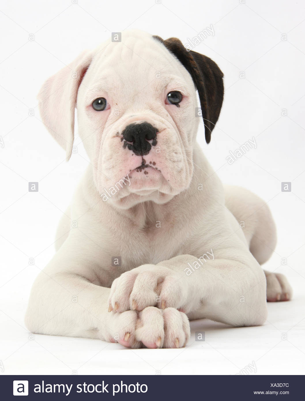 Ernster Boxerhund Stockfotos Und Bilder Kaufen Alamy