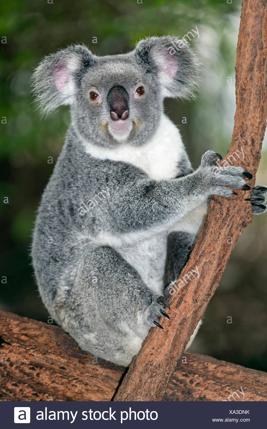 zwei Koalas Grußkarte Australien