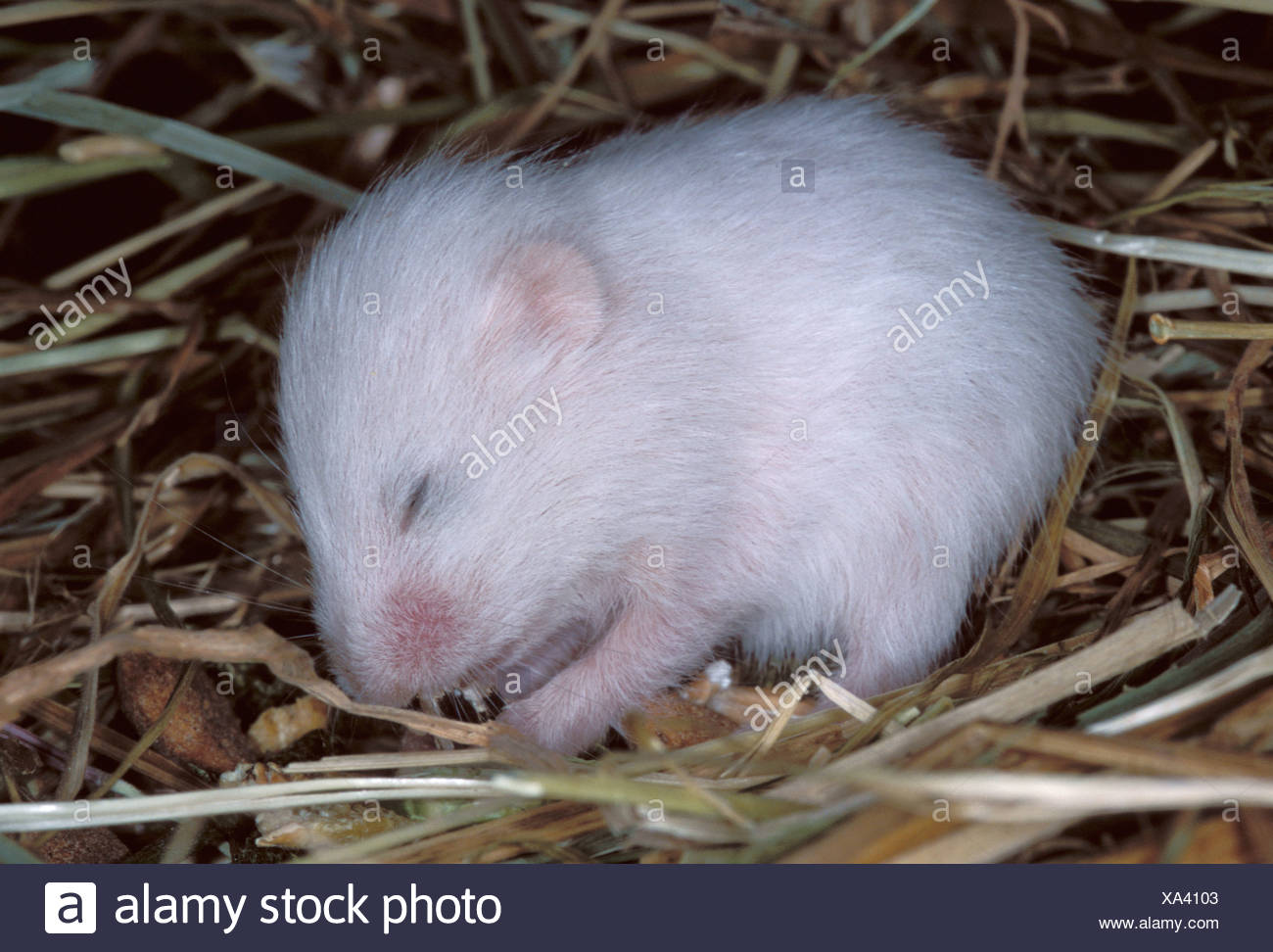 Inlandische Hamster Langhaarige Weisse Baby 3 Wochen Alt Im Nest Vereinigtes Konigreich Stockfotografie Alamy