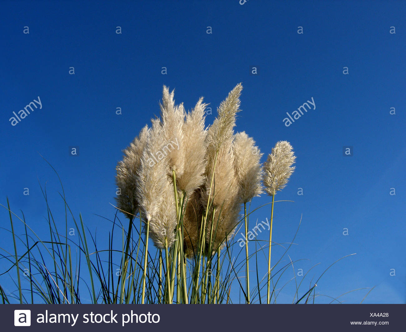 Garten Im Sommer Sommerlich Schilf Graser Stengel Strauch Busch