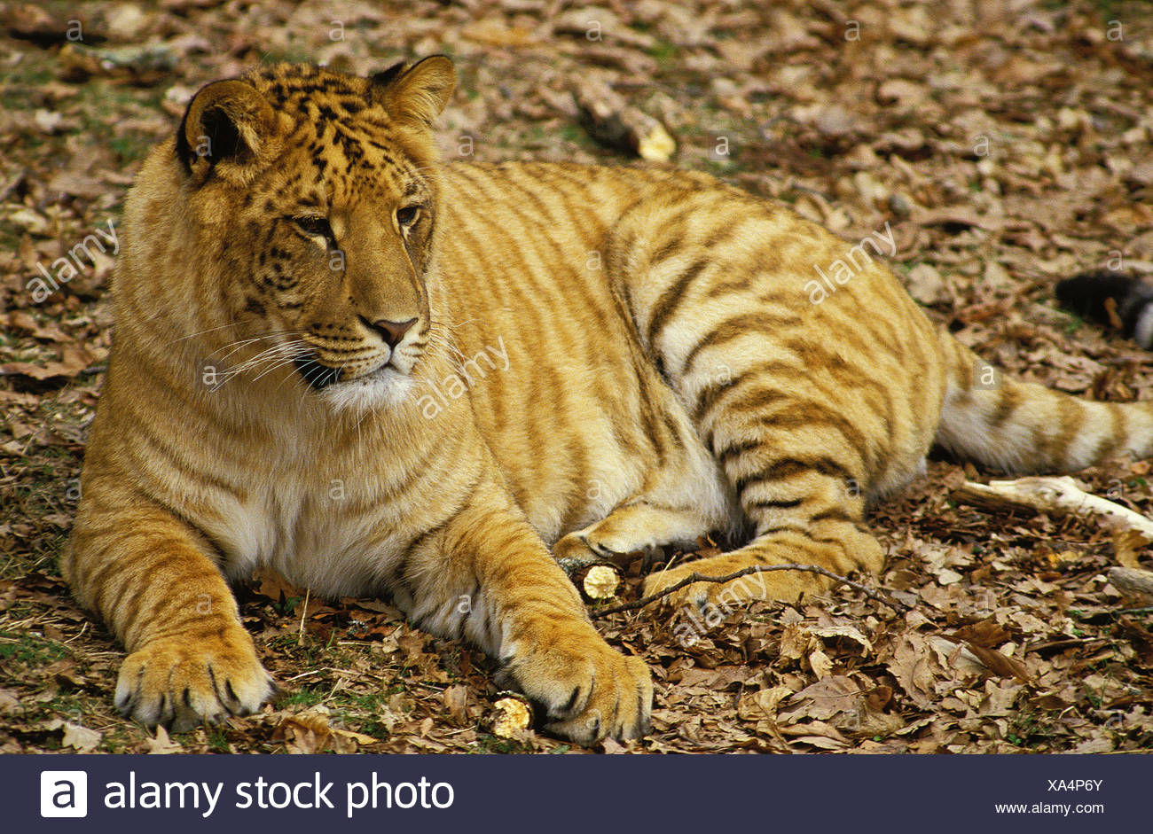 Unterschied Zwischen Tiger Und Löwe