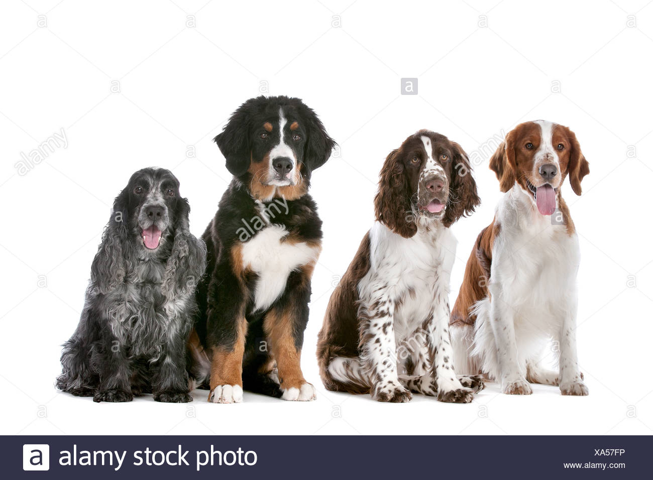 Zwei Springer Spaniel Ein Berner Sennenhund Welpe Und Ein Cocker Spaniel Stockfotografie Alamy