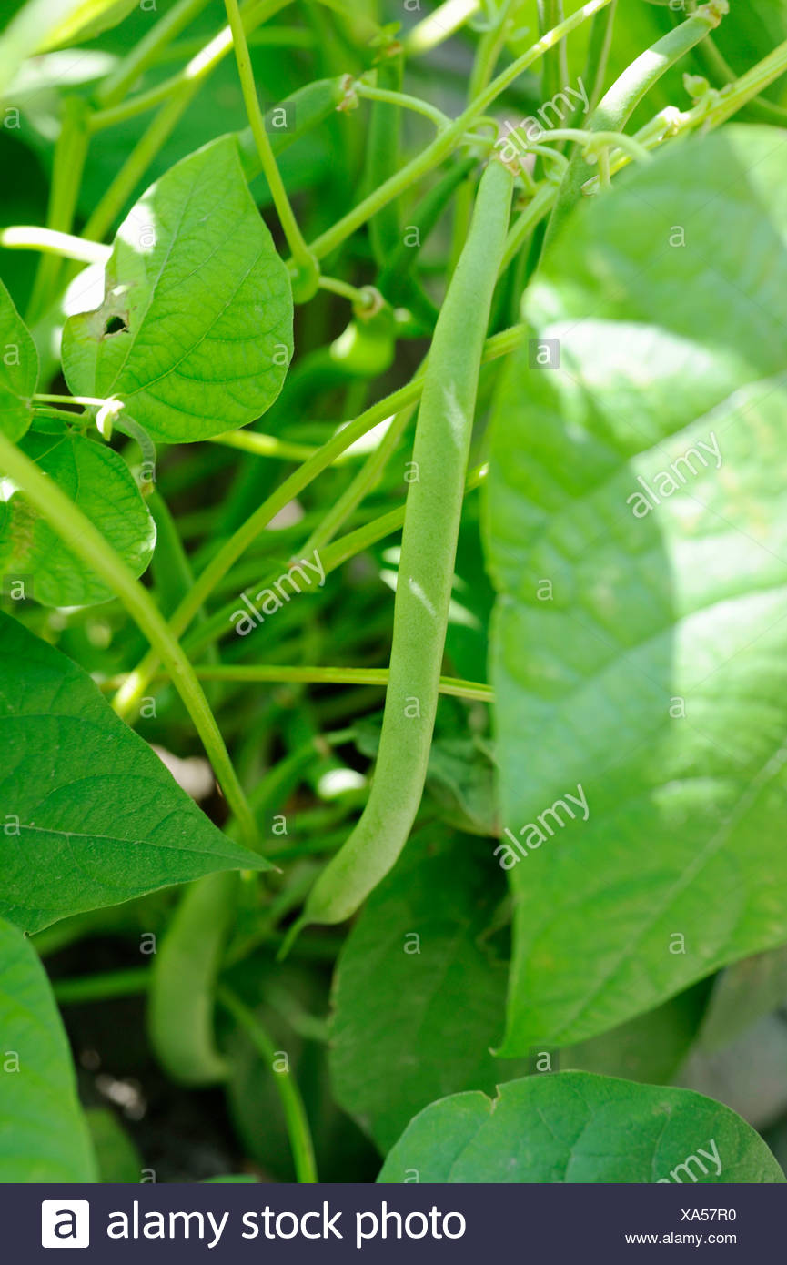 Bohnenanbau Stockfotos Bohnenanbau Bilder Alamy