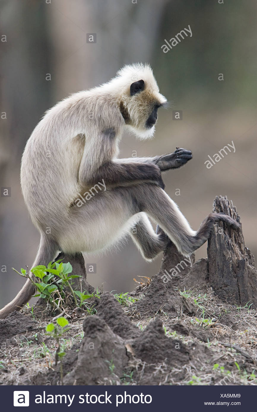 Weißer Affe Stockfotos & Weißer Affe Bilder - Alamy