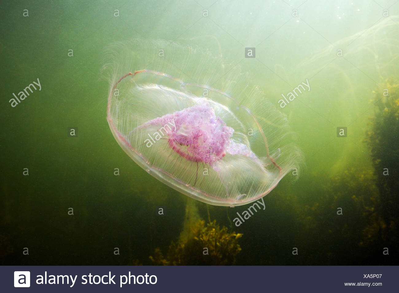 Mond-Quallen (Aurelia Golden) Stockfoto