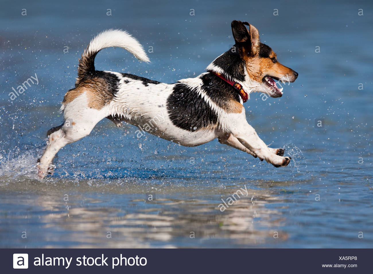 Jack Russell Terrier springen in Wasser, Nord Tirol Jack Russell Terrier springen in Wasser, Nord Tirol