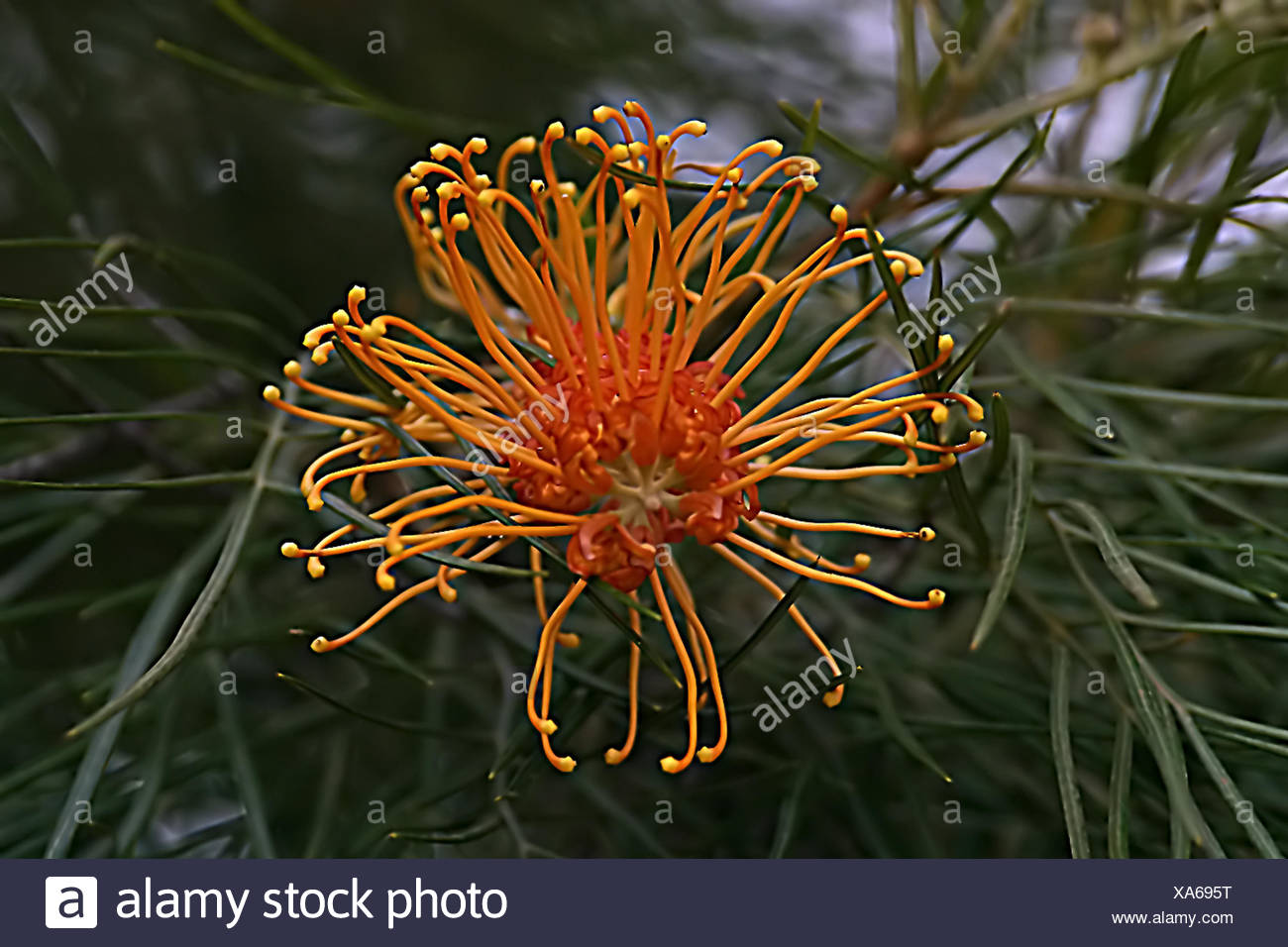 Burste Brste Zylinder Exotisch Exotische Zimmerpflanze Stockfotos Und Bilder Kaufen Alamy