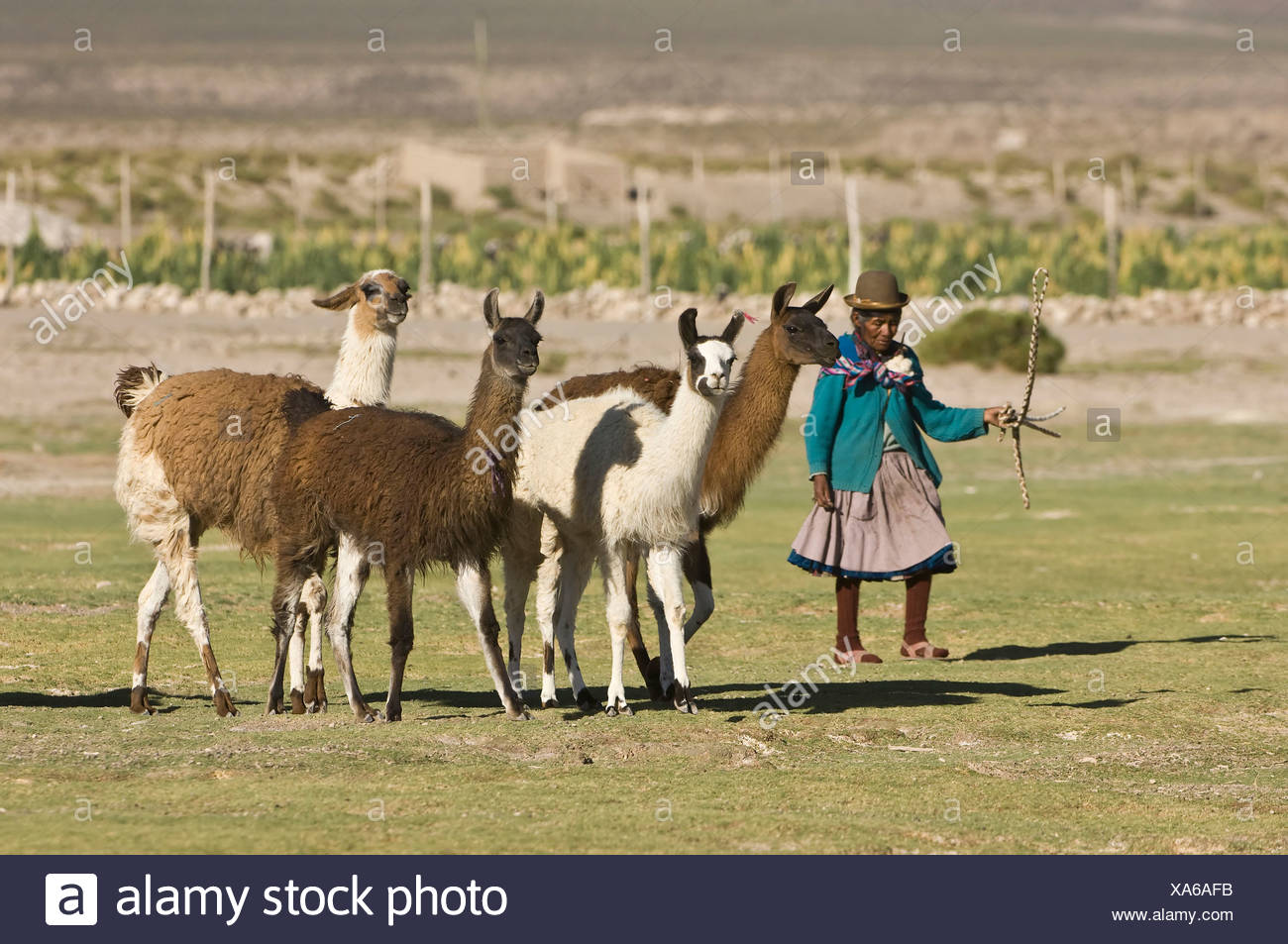 Frau Huten Lamas Stockfotografie Alamy