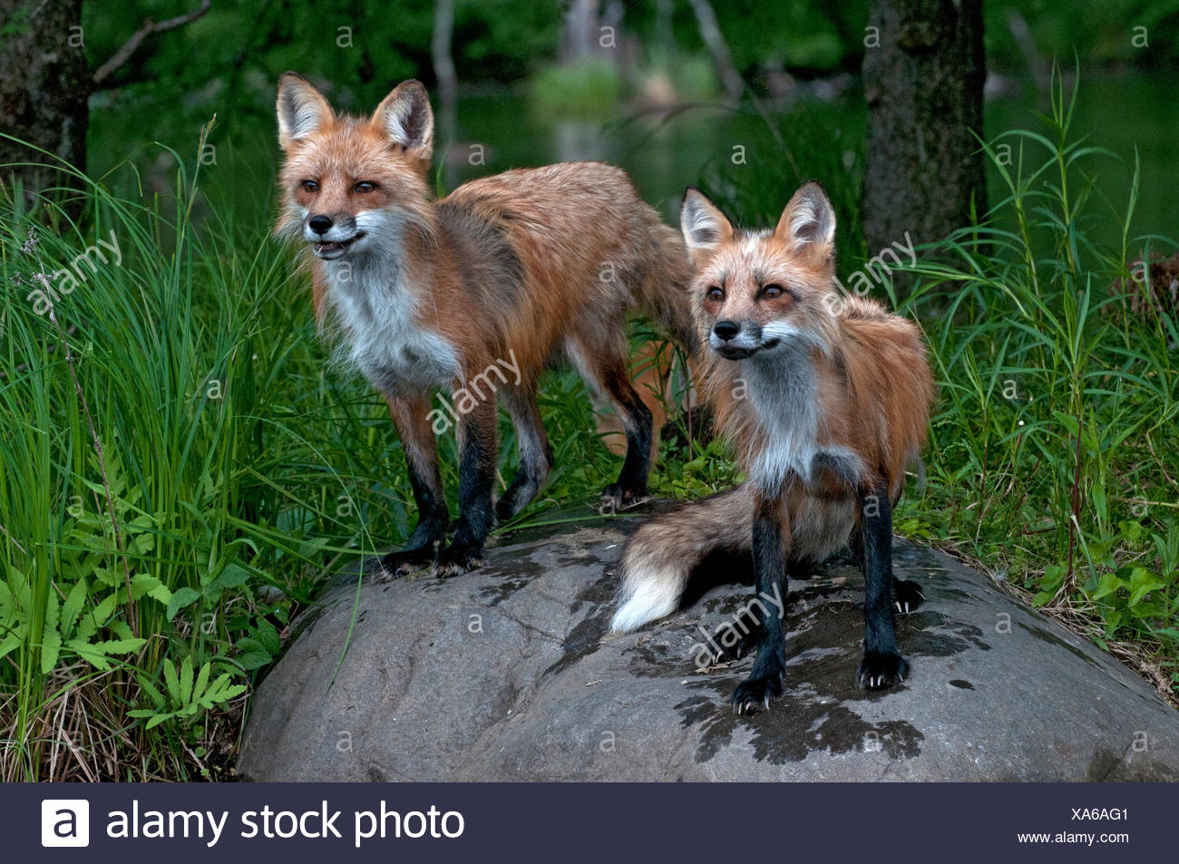 Red Fox Vulpes Vulpes Minnesota Stockfotos und bilder Kaufen Alamy