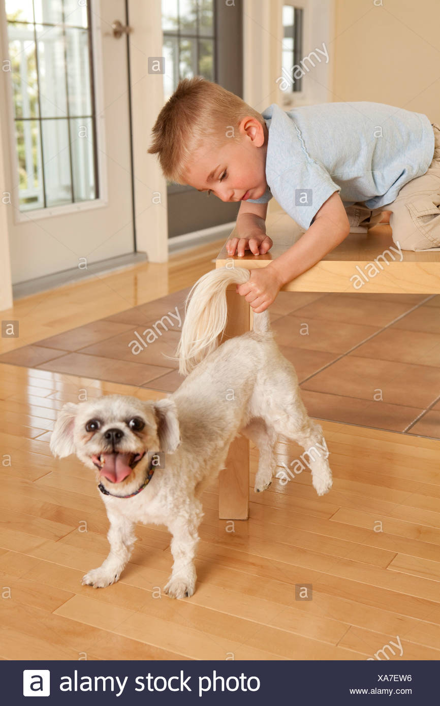 Jungen ziehen Hund Rute Stockfoto, Bild 281677794 Alamy