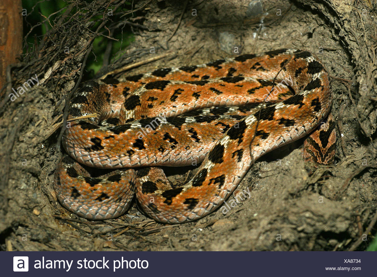 Ei Essen Schlange Afrikanische Ei Essen Schlange Dasypeltis Scabra Liegen In Einer Mulde Stockfotografie Alamy