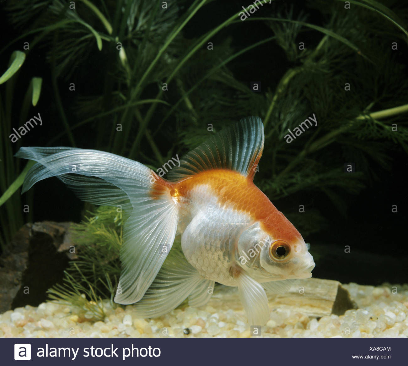 Schleierschwanz Goldfisch Carassius Auratus Stockfotografie Alamy
