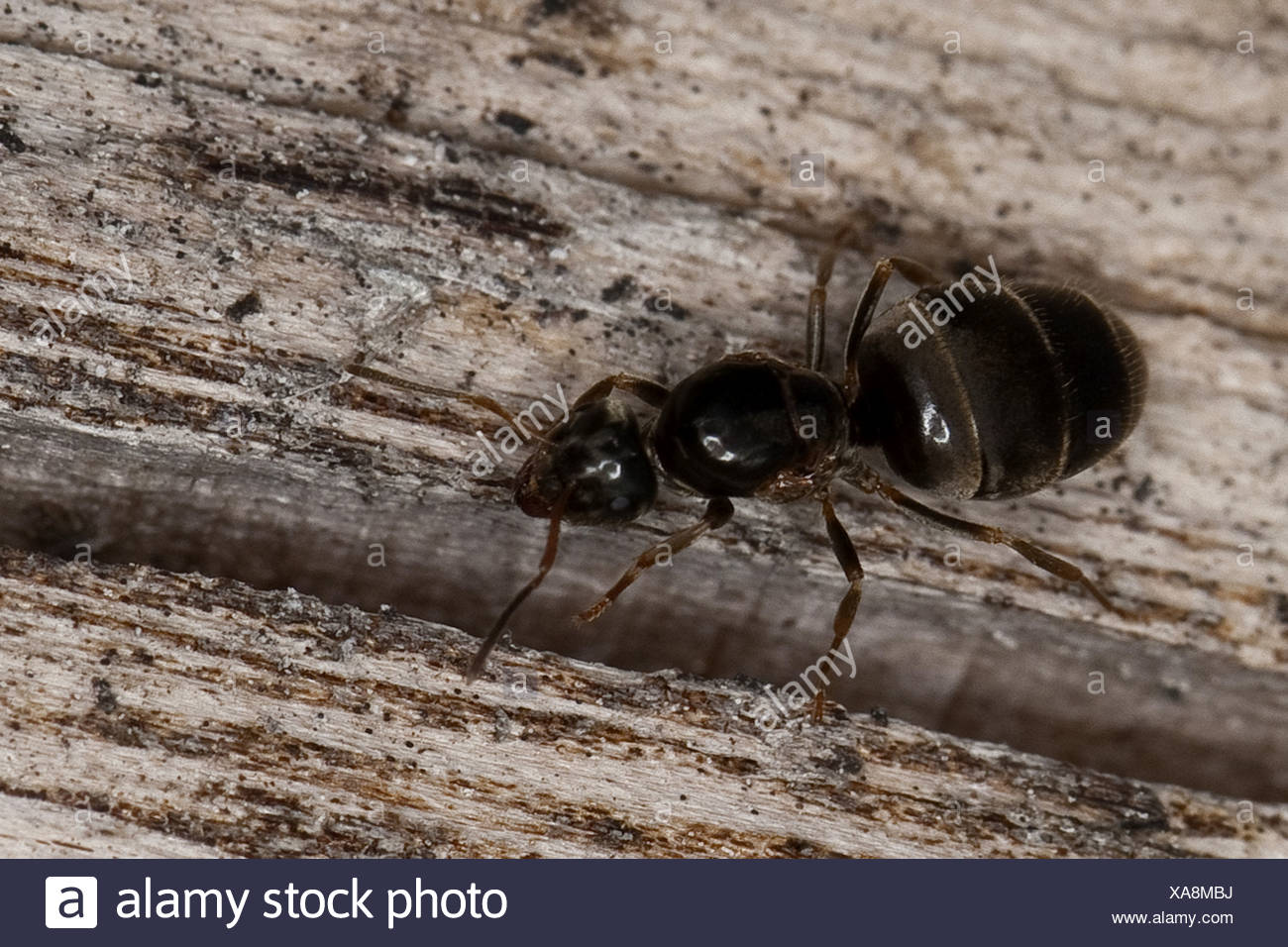 Feld Ant Schwarze Ameise Lasius Spec Konigin Deutschland Stockfotografie Alamy