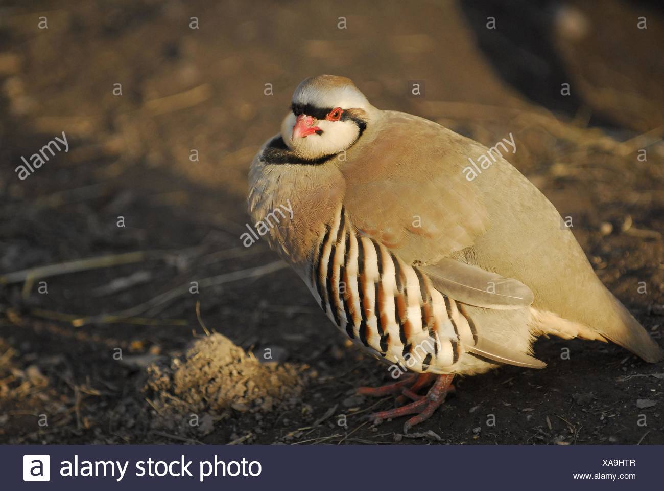 Chukar Rebhuhn Stockfotografie Alamy