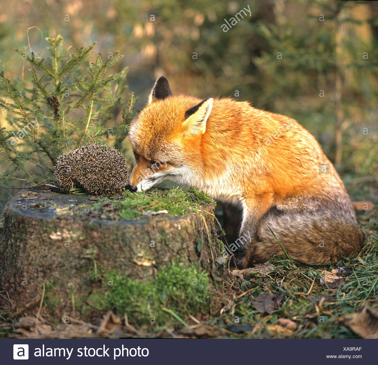 Rotfuchs Vulpes Vulpes Erwachsene Versuchen Eine Europaische Hedsgehog Erinaceus Europaeus Zu Essen Stockfotografie Alamy