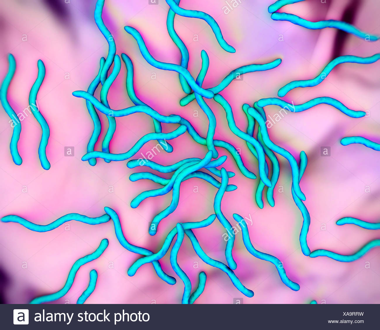 Borrelia Burgdorferi Stockfotos und bilder Kaufen Alamy