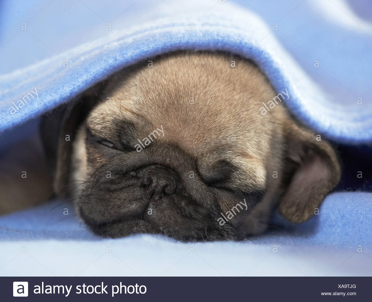 Pugs Sleeping Stockfotos & Pugs Sleeping Bilder Alamy