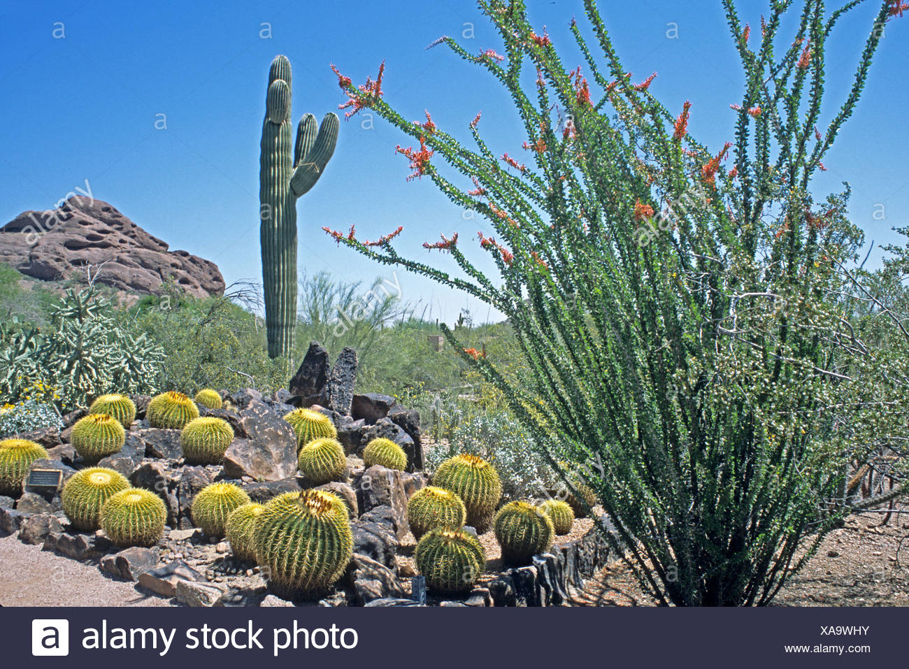 Saguaro Kaktus Und Bluhenden Ocotillo In Desert Botanical Garden