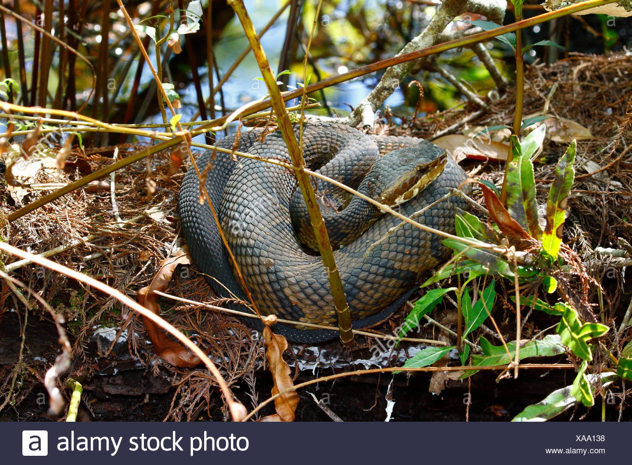 Baumwollmaul Stockfotos Und Bilder Kaufen Alamy