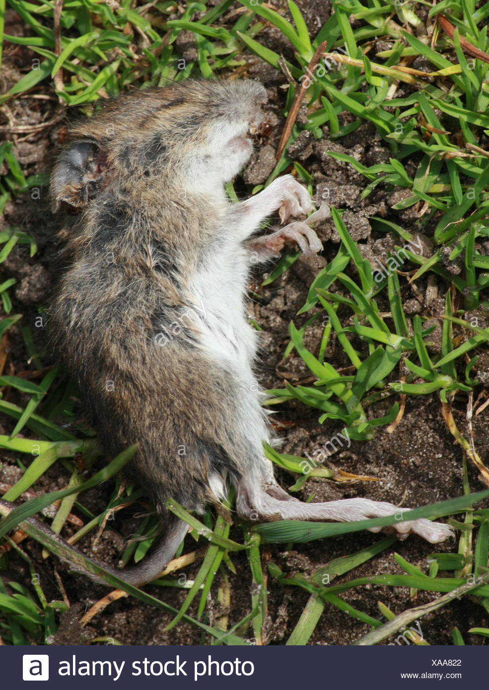 Schlechte Tote Maus Stockfotografie Alamy