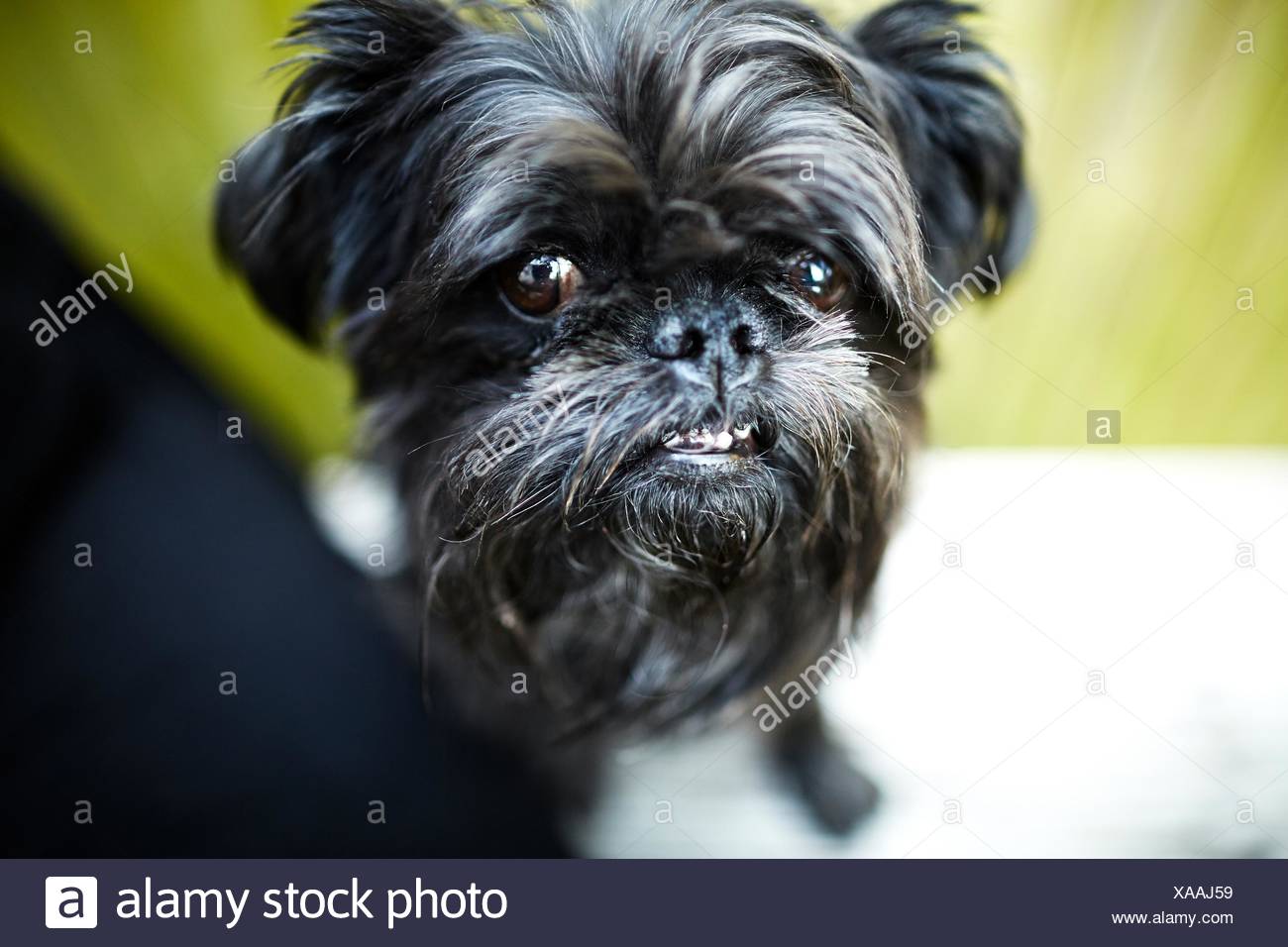 Blick In Die Kamera Schwarz Brusseler Griffon Hund Stockfotografie Alamy