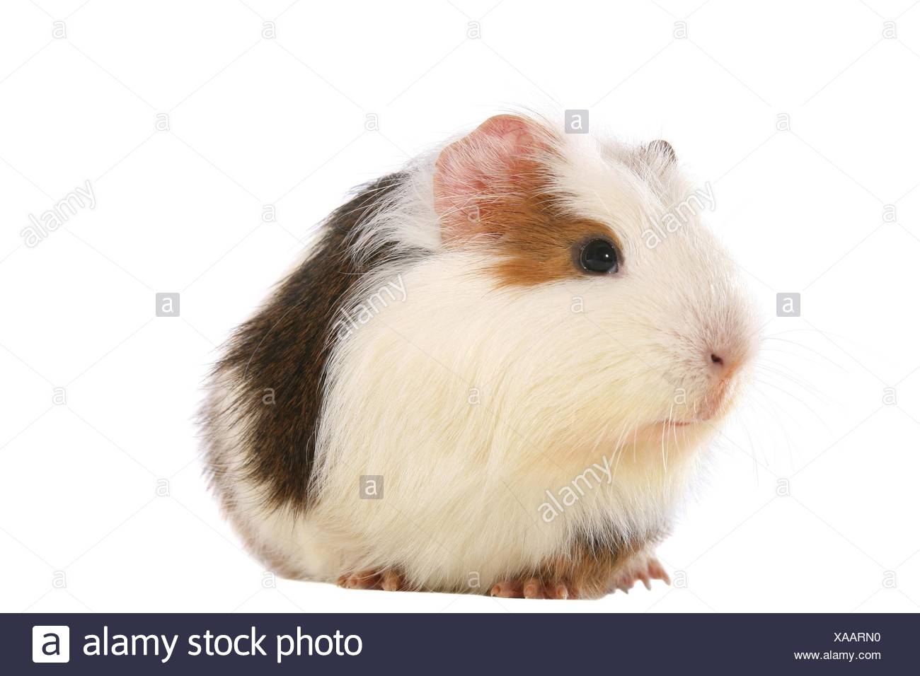 Meerschweinchen datiert kentJungs datieren Regeln