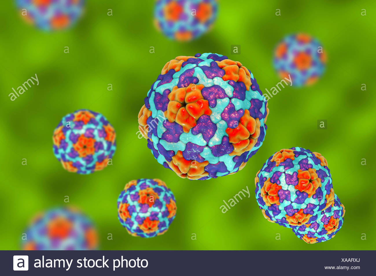 Hepatitis A Viren Abbildung Hepatitis A Wird Durch Infizierte Speisen Oder Getranke Ubertragen Symptome Grippeahnliche Symptome Wie Fieber Und Krankheit Zusammen Mit Gelbsucht Stockfotografie Alamy Hepatitis A Viren Abbildung Hepatitis A Wird Durch Infizierte Speisen Oder Getranke Ubertragen Symptome Grippeahnliche Symptome Wie Fieber Und Krankheit Zusammen Mit Gelbsucht Stockfotografie Alamy