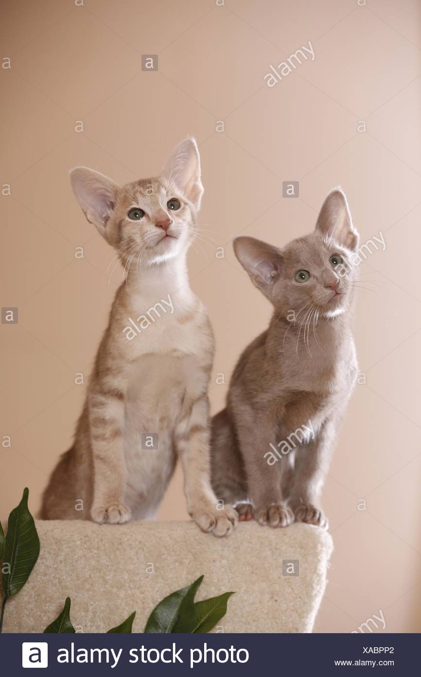 Oriental Shorthair Baby Cat Stockfotos Und Bilder Kaufen Alamy
