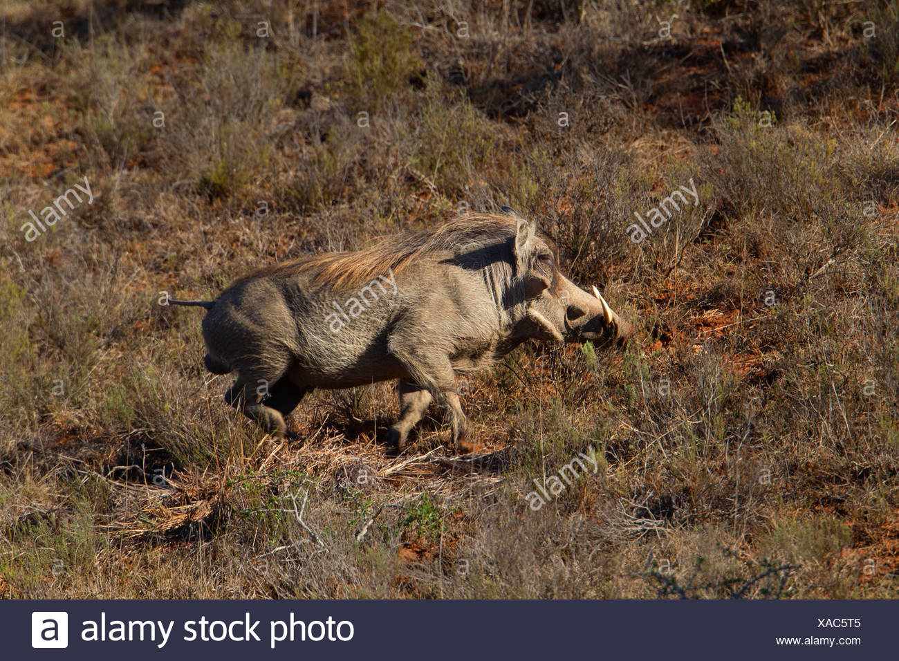 Rote Mähne Warzenschwein auf der Flucht, Amakhala Game Reserve ...