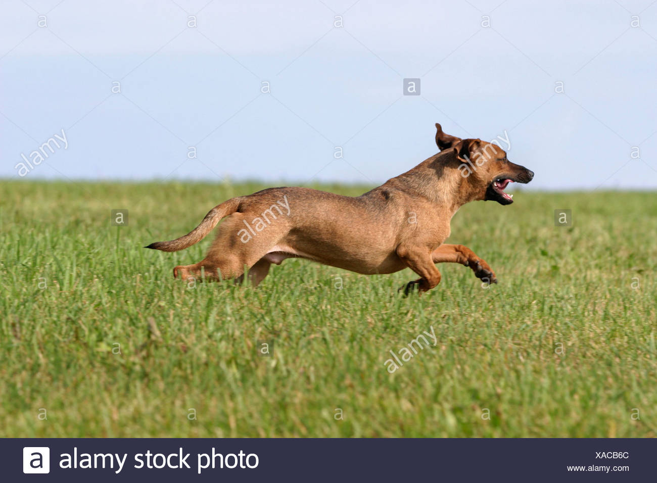 Rennender Hund Stockfotos &amp; Rennender Hund Bilder Alamy