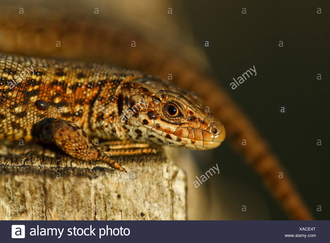 vivipare Eidechse - Zootoca vivipara Stockfoto