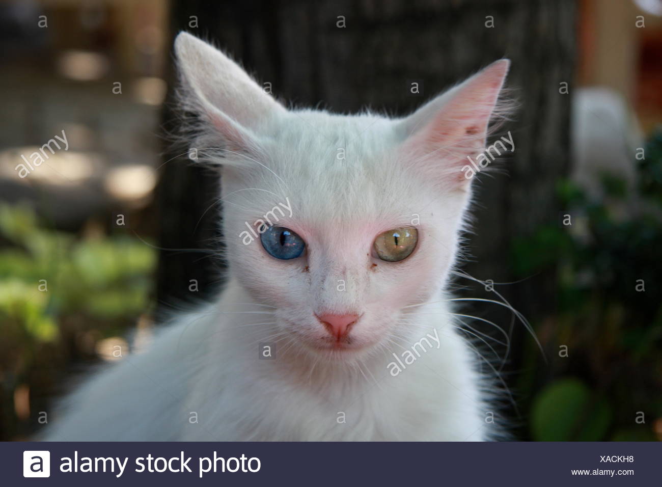 Verschiedene Haustiere Stockfotos &amp; Verschiedene Haustiere Bilder Alamy