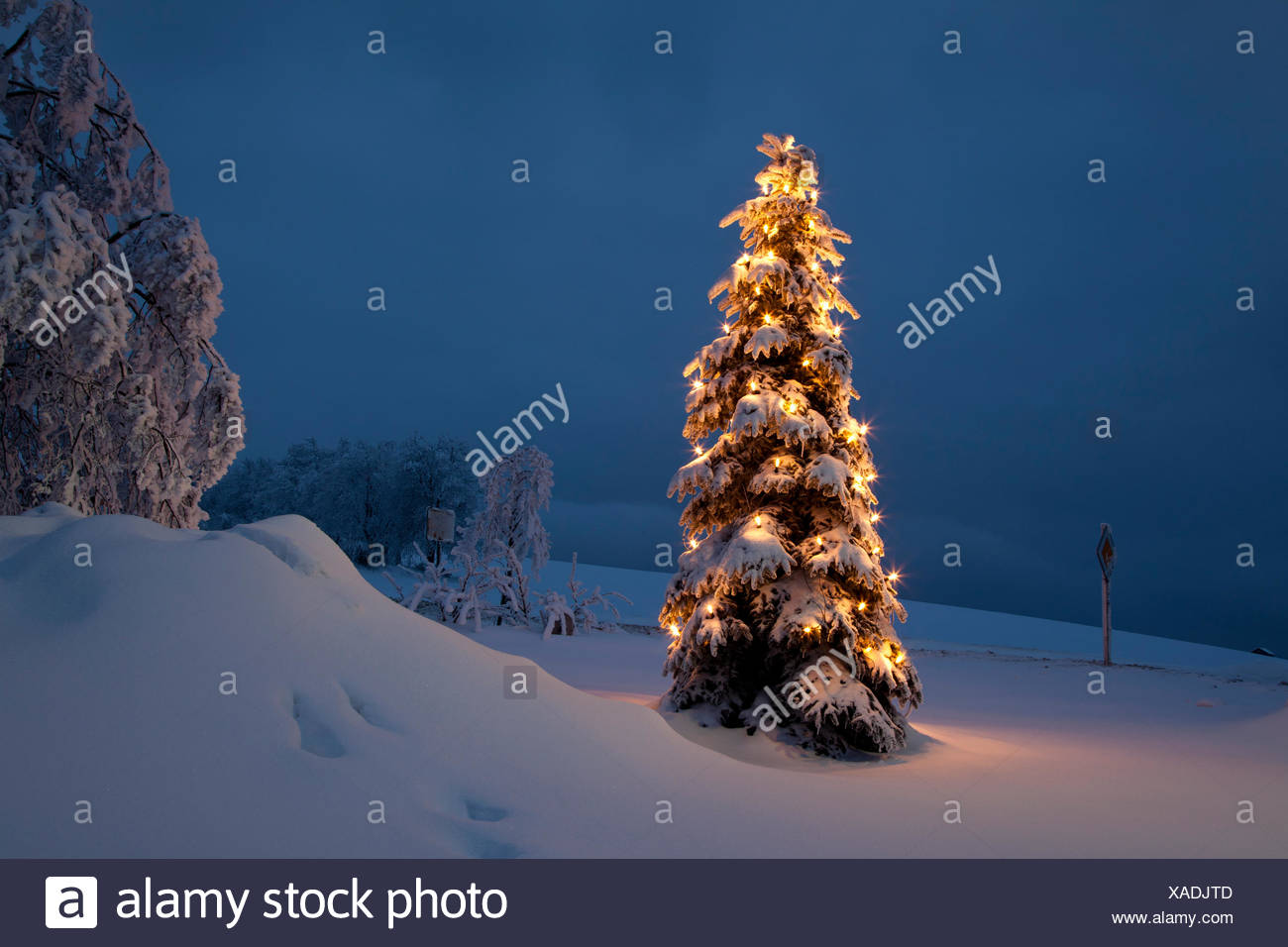Weihnachtsbaum im Schnee / Winter Stockfoto, Bild 281812621 Alamy