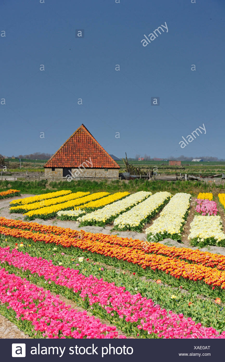 Bluhende Tulpe Feld Und Farm Haus Niederlande Texel Stockfoto