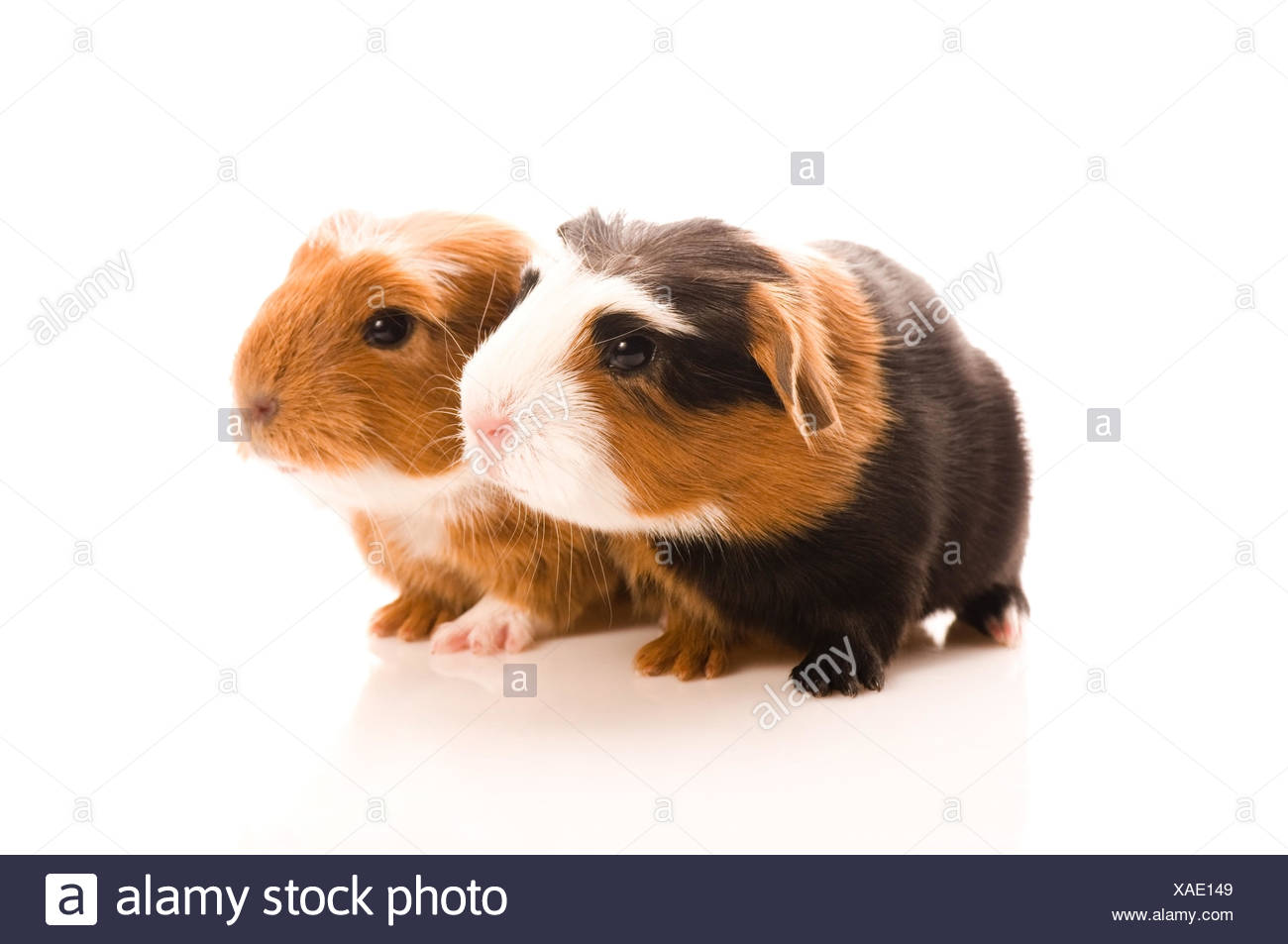guinea-pig-baby-stockfotos-und-bilder-kaufen-seite-2-alamy
