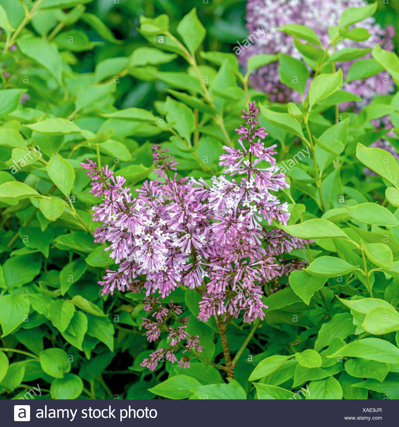 Fliedersorten Bilder: Eintauchen in die Welt der Fliederpracht