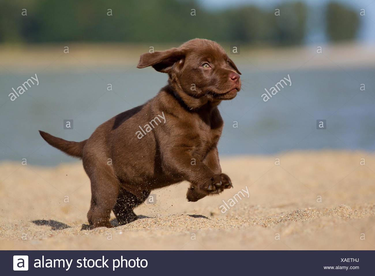 Labrador Retriever Welpen Laufen Stockfoto Bild 281839086 Alamy