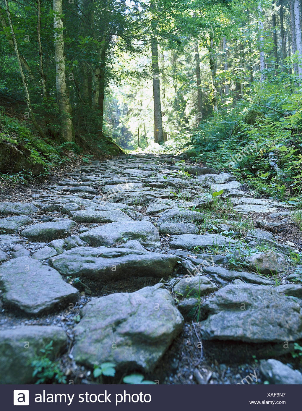 Schweiz Berner Oberland Rosenlaui Holz Weg Draussen Sommer Bern Baume Laubbaume Straucher Wanderweg Wanderweg Steinen Steinig Landschaft Natur Vegetation Stockfotografie Alamy